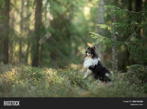 Dog Forest Pet On Image And Photo Free Trial Bigstock