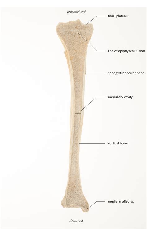 Lower Leg Bones Diagram The Lower Limbs Human Anatomy And Physiology
