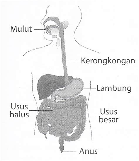 Presentasikan Proses Pencernaan Makanan Pada Manusia Menggunakan Gambar
