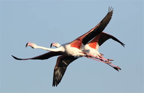 Greater Flamingo Phoenicopterus Roseus At Marievale Natur Flickr