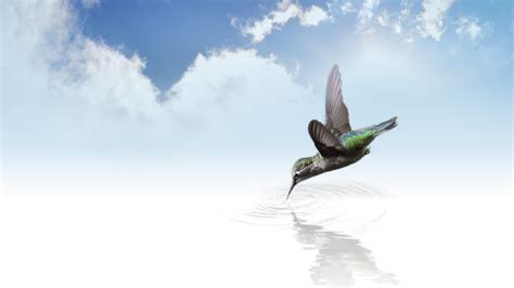 Free Images Sky Fly Spring Green Tropical Flight Small