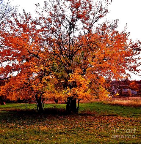 Fall Tree In Fall Colors Photograph By Marsha Heiken