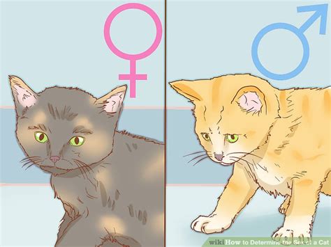 How To Determine The Sex Of A Cat Steps With Pictures