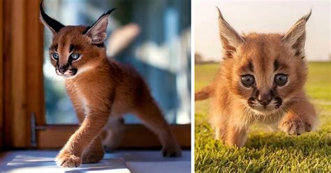 Beautiful Pictures Of Baby Caracals One Of The Most