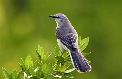Northern Mockingbird Animal Corner
