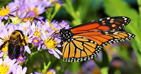Even a small space in a rural or urban setting can provide a boost for honey bees throughout the. 6 Flowers to Plant to Attract Butterflies, Bees, and Other ...