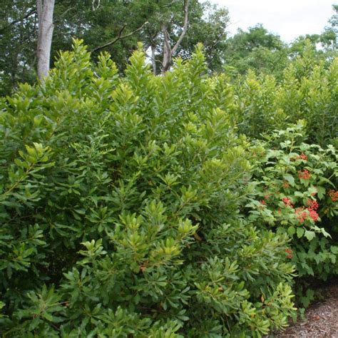 Buy Northern Bayberry Shrubs Online Free Shipping Over 129