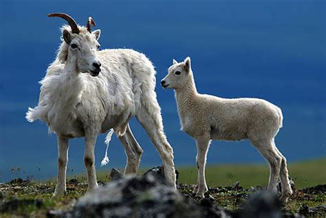 Female Dall Sheep With Lamb Denali Np Alaska Female Dall Flickr