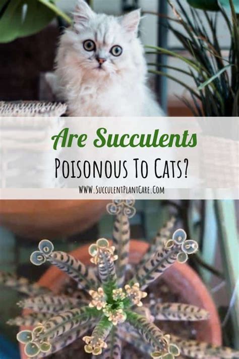 But quite a few are toxic to cats and can be deadly. Are Succulents Poisonous To Cats? How To Keep Cats Away ...