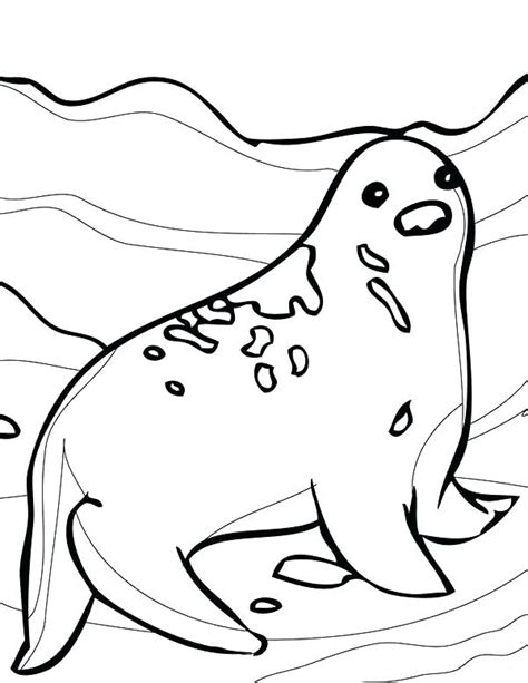 Harp Seal Drawing At Getdrawings Free Download