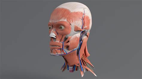 3d Human Head Anatomy Model Turbosquid 1562236
