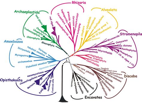 1 A Consensus Phylogeny Of Eukaryotes The Tree Shown Is An Updated