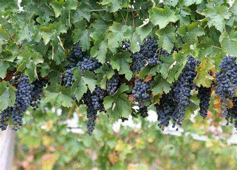 Filewine Grapes Wikimedia Commons