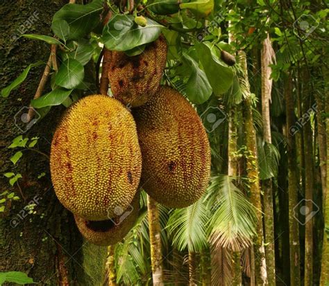 Durian Tropical Fruit Tropical Forest Big Island Hawaii