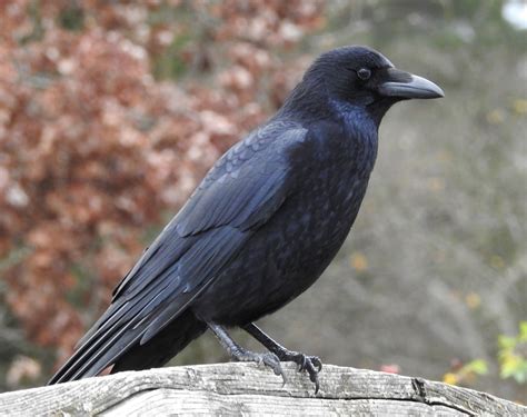 Carrion Crow By Doug Kelson Birdguides