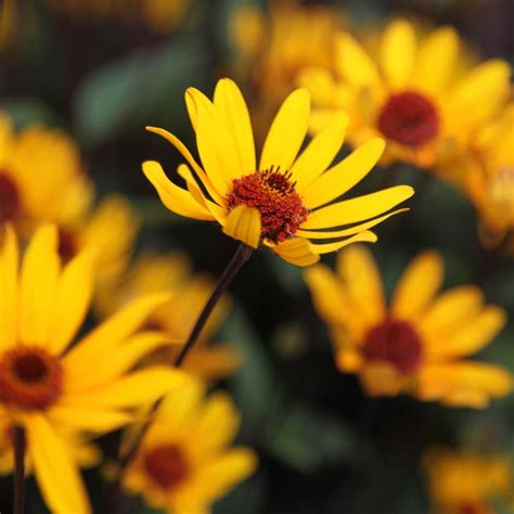 Buy False Sunflower Heliopsis Helianthoides Var Scabra Summer Nights