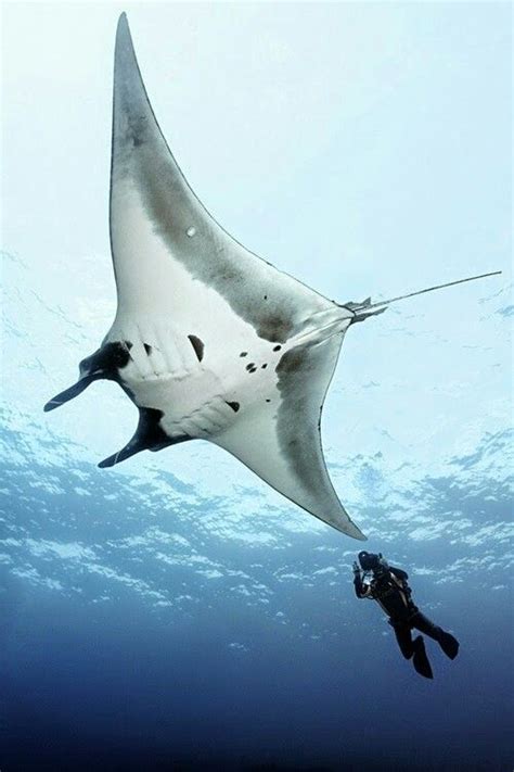 Underwater Creatures Underwater Life Ocean Creatures Water Animals