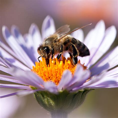 Relationship Between Flower And Honey Bee Best Flower Site