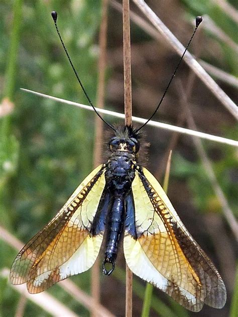 Taxonomía Arthropoda Clase Insecta Orden Neuroptera