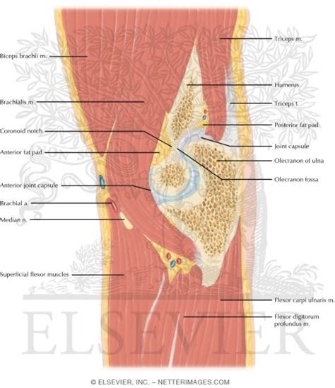 Cross Section Of The Elbow Sagittal View