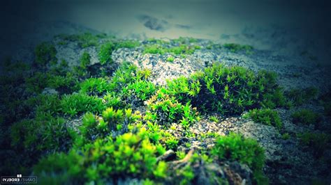 1920x1200 Nature Green Water Moss Rock Wallpaper Coolwallpapersme