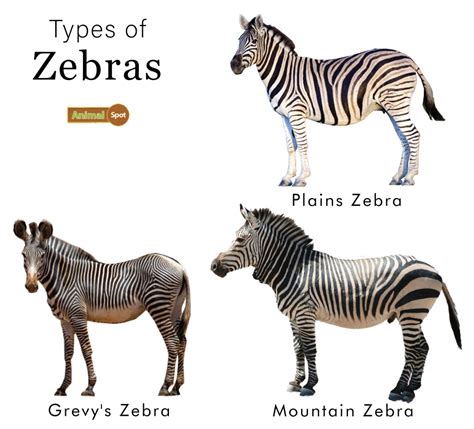 Did Mountain Zebras Arise Evolutionarily By Hybridisation Between Equus