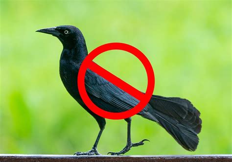 15 Tips On How To Get Rid Of Grackles Fast Humanely World Birds