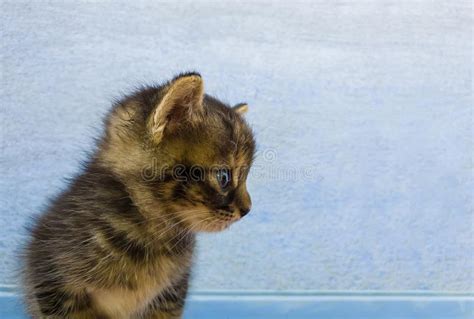 closeup portrait of an adorable little striped grey kitten with brown spots looking curious