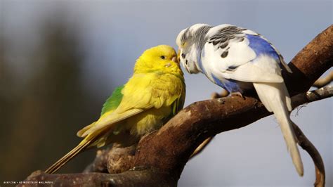 Budgie Budgerigar Kiss Love Couple Birds Hd Widescreen Wallpaper