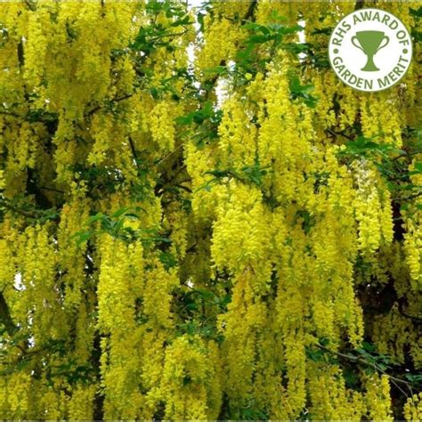 Laburnum X Watereri Vossii Buy Golden Chain Or Rain Trees