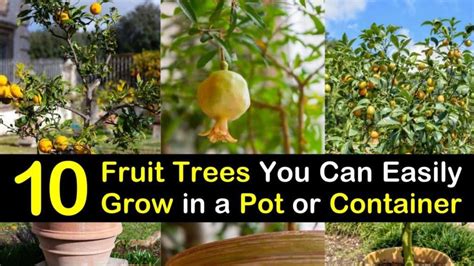 10 Fruit Trees You Can Easily Grow In A Pot Or Container Fruit Trees