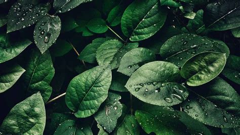 Closeup View Of Green Leaves Plants With Water Drops Hd Green Aesthetic