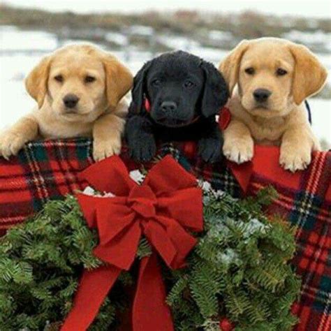 Pin By Maddie W On Cute Christmas Puppy Christmas Animals