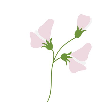 Free Sweet Pea Flower On Transparent Background 22419136 Png With