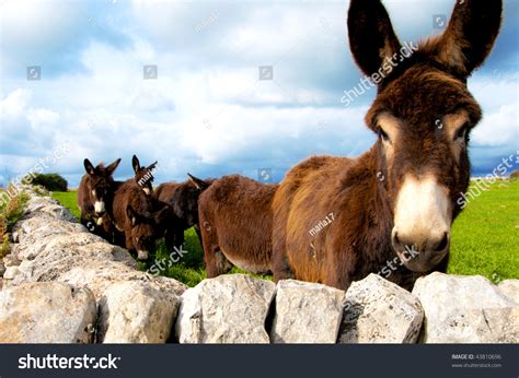 Group Donkeys Near Wall Stones Grass Stock Photo 43810696 Shutterstock