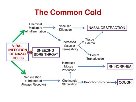 Ppt Common Cold Powerpoint Presentation Free Download Id5590499