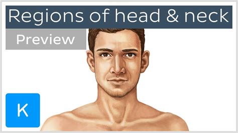Regions Of The Head And Neck Preview Human Anatomy Kenhub Youtube
