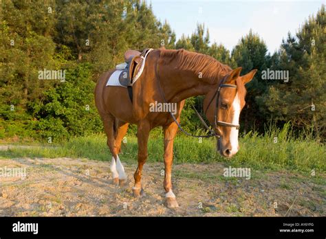 Horse Stock Photo Alamy