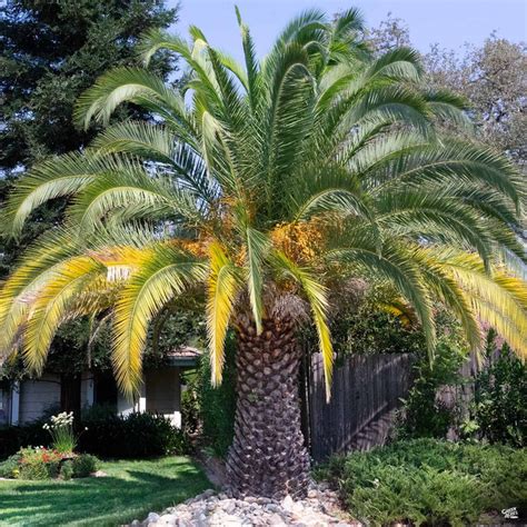 Canary Island Date Palm — Green Acres Nursery And Supply