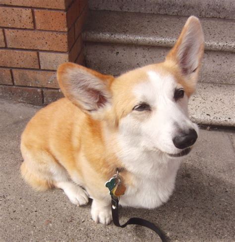 Tidus The Famous Corgi Requiescat In Pace The Dogs Of San Francisco