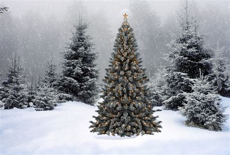 Wallpaper Christmas New Year Christmas Tree Snow Winter Forest
