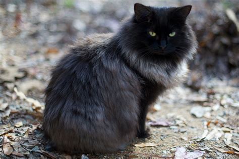Genevieve Fluffy Black Cat Cats Grey Cats