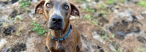 The save a pet, inc., located in tampa, florida is an animal shelter that provides temporary. Want to adopt a pet? Here are 6 lovable pups to adopt now ...