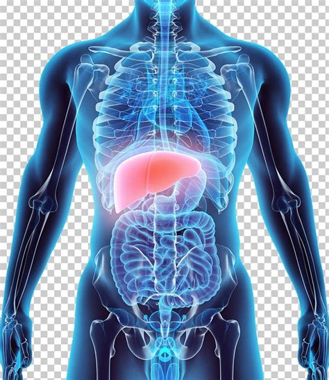 Liver Stock Photography Anatomy Human Body Png Clipart Abdomen