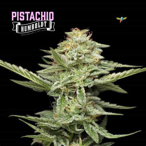 Pistachio Feminized Seeds For Sale Humboldt Seed Organization