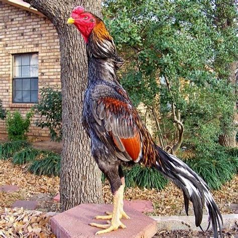 Dapatkan berita, video terkini & undi peserta kegemaran anda di sini secara online. Ayam Petarung - YouTube