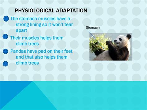 Ppt Giant Panda Powerpoint Presentation Free Download Id2673947