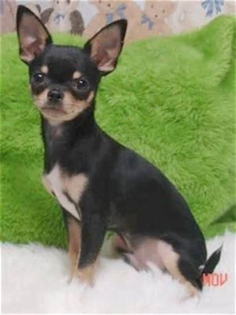 Boehm's chihuahuas is not currently accepting new applications for puppies. chihuahua puppies for free adoption