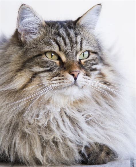 Adorable Long Haired Cat In The Garden Brown Tabby Siberian Breed Male