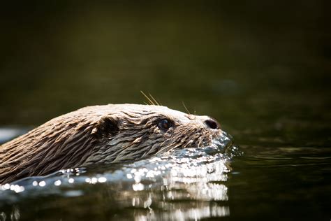 Animal Otter 4k Ultra Hd Wallpaper By Cloudtail The Snow Leopard